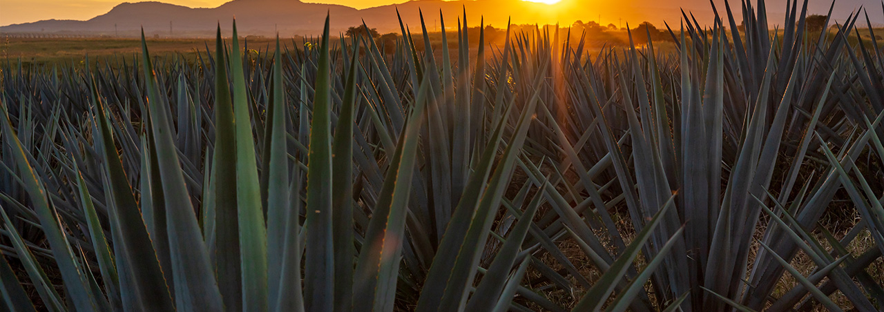 Une photographie de plantations d'agaves baignées par la lumière d'un coucher de soleil.