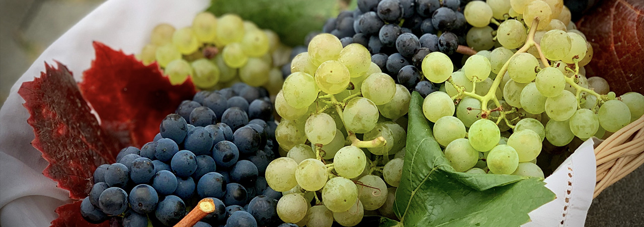 Top 10 Red and White Grape Varieties
