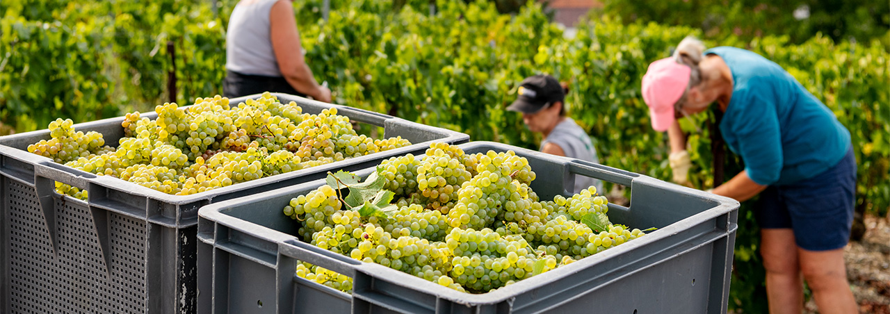 Weinlese in der Champagne: Reife Weintrauben mit saisonalen Erntehelfern in den Weinbergen, vor der Kulisse des Dorfs Le Mesnil-sur-Oger.