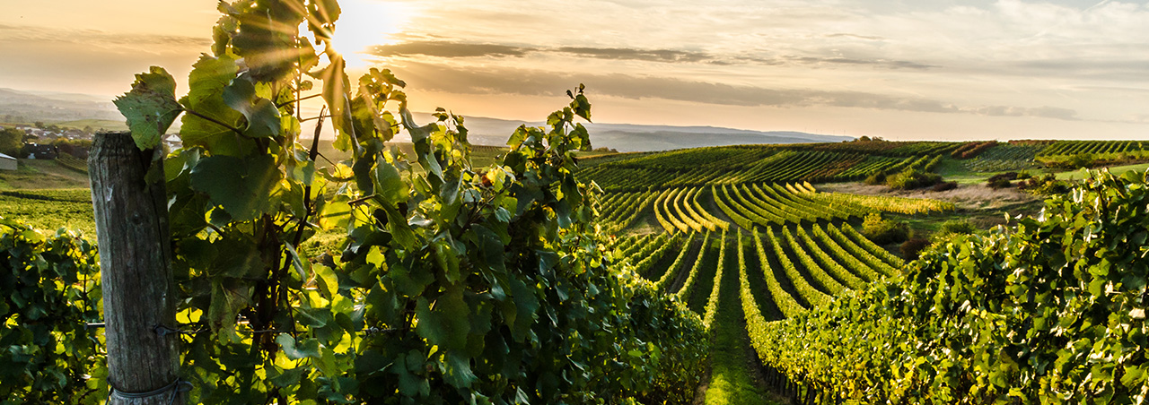 Sonnenaufgang über Weinbergen im Rheinhessen, Deutschland