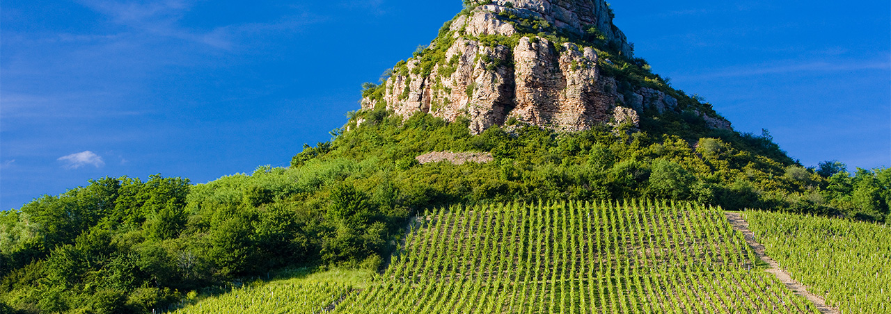 Berühmter Weinberg in Pouilly-Fuissé, Burgund