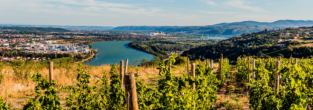 Weinberge im Rhônetal, Sicht aus den Höhen der Appellation Condrieu
