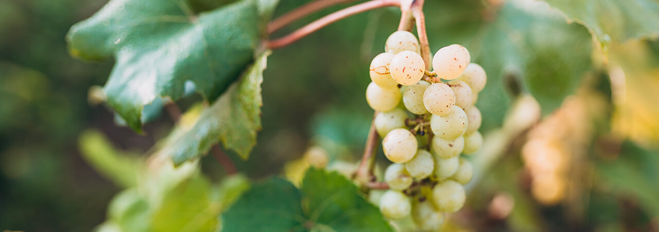 L'histoire de la vigne