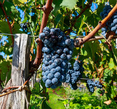 Nahaufnahme von Cabernet-Sauvignon-Reben in Pauillac am linken Bordeaux-Ufer in Frankreich