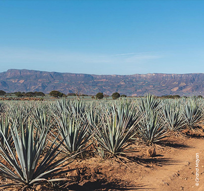 agave-field