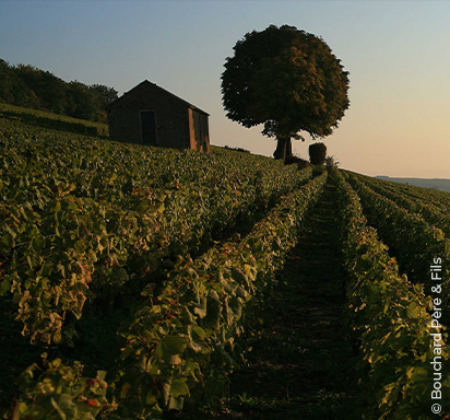 Der Terroir-Wein: Spiegelbild seiner Herkunft