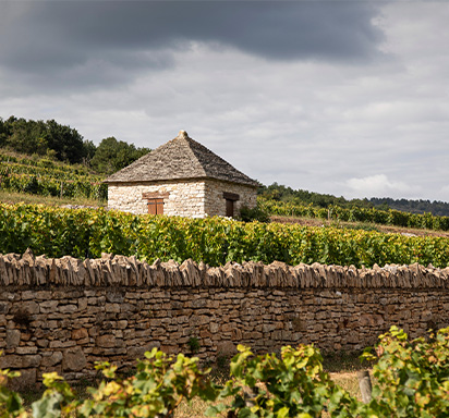Burgund-Guide: Ihr Wegweiser zum perfekten Wein