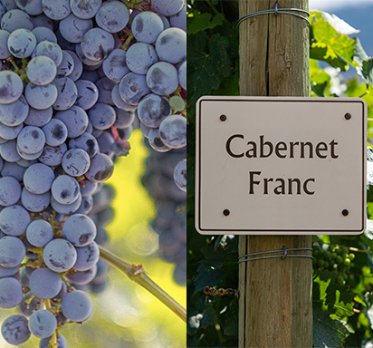 Cabernet Sauvignon vs. Cabernet Franc