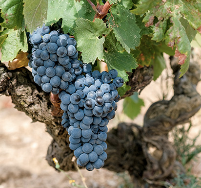 Tempranillo: Spanische Rotwein-Kultur in all ihren Facetten