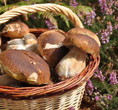 Panier découverte de champignons gourmets, Champignons frais