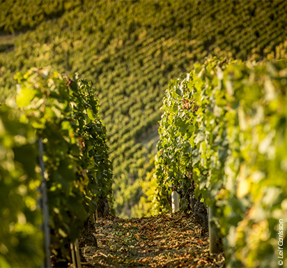 © Leif Carlsson, La Chablisienne, Nahaufnahme der Weinregion Chablis im Norden von Burgund