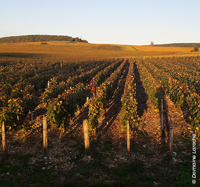 Weinbaugebiet Chablis