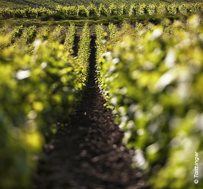 Champagne Millésime 2025: Ein Ausnahmejahrgang im Fokus