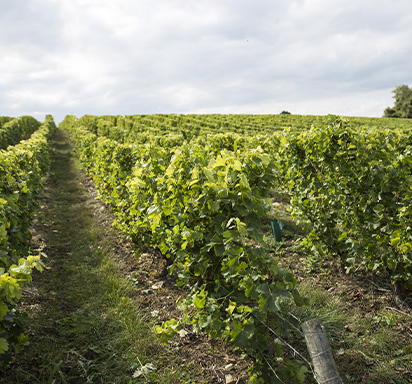 Une photographie de rangs de vignes aux allées enherbées. 