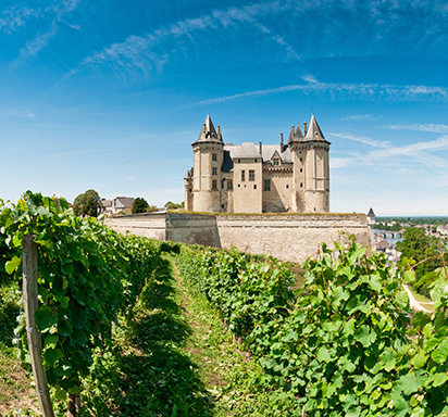 Weinreben in der Loire, im Hintergrund ein Château de Loire