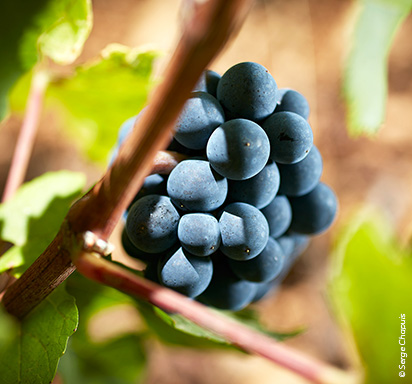© Serge Chapuis, Pinot noir Trauben vom Burgunder Weingut Louis Latour