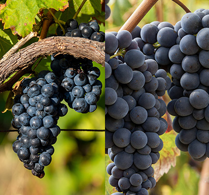 Gamay vs. Pinot Noir: Regionaler Underdog trifft auf Burgund Ikone