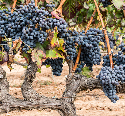 Grenache vs. Garnacha: Ein mediterranes Wein-Duell