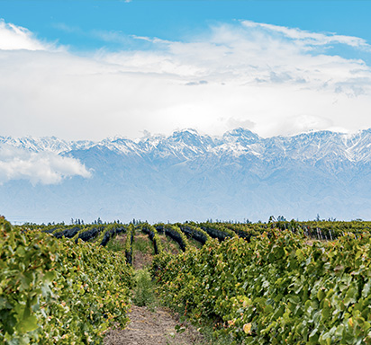 Malbec: Argentinische Weltklasse aus den Höhenlagen von Mendoza