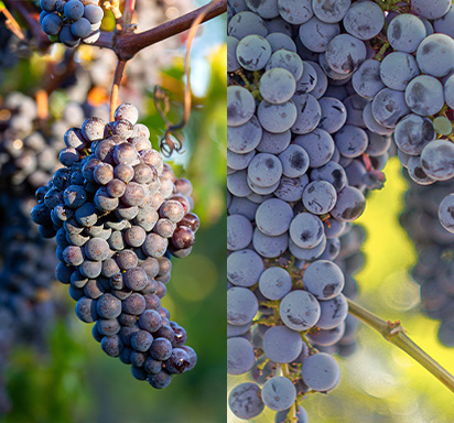 Malbec vs Cabernet Sauvignon
