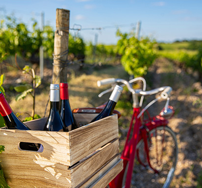 Rotweinflaschen in einer Holkiste als Fahrradkorb auf rotem Fahrrad, daneben Weinreben