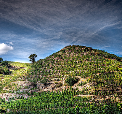 Frontalaufnahme von Weinberg-Terassen im nördlichen Rhônetal in Frankreich