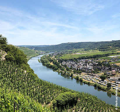 Der Riesling: Aushängeschild des deutschen Weinbaus