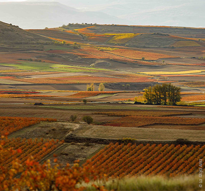 Rioja: Spaniens Rotwein-Ikone zwischen Tradition und Moderne