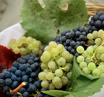 Top 10 Red and White Grape Varieties