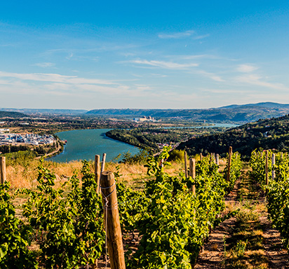 Weinberge im Rhônetal, Sicht aus den Höhen der Appellation Condrieu