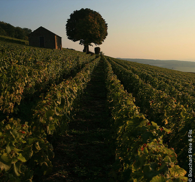 Der Terroir-Wein: Spiegelbild seiner Herkunft