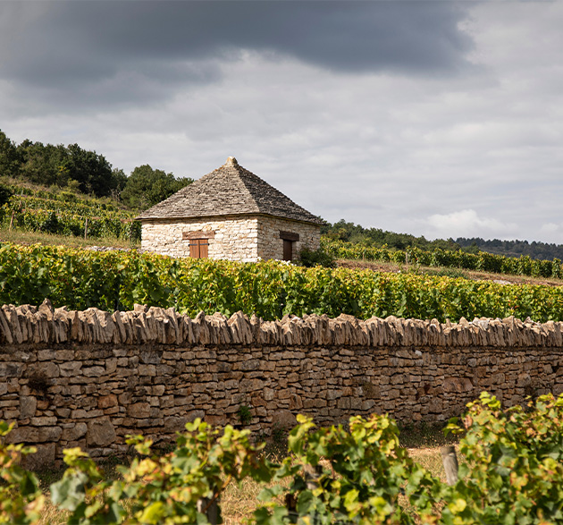 Burgund-Guide: Ihr Wegweiser zum perfekten Wein