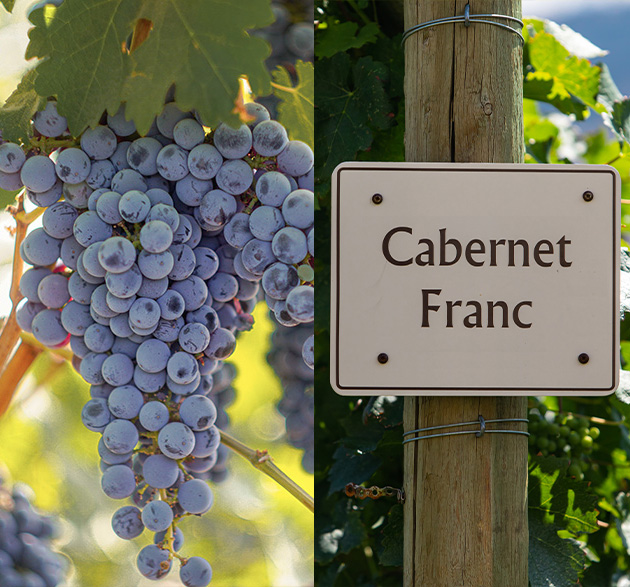 Cabernet Sauvignon vs. Cabernet Franc: Was sind die Unterschiede?