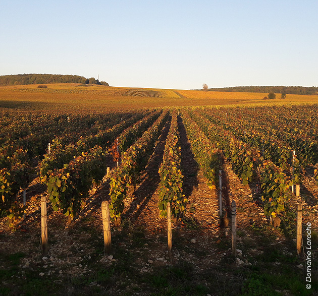 Weinbaugebiet Chablis