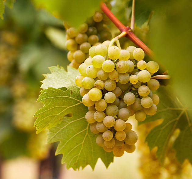 Chardonnay – eine weiße Traube erobert die Welt