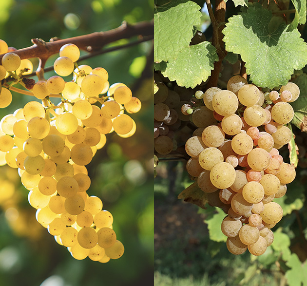Chardonnay vs. Pinot Grigio