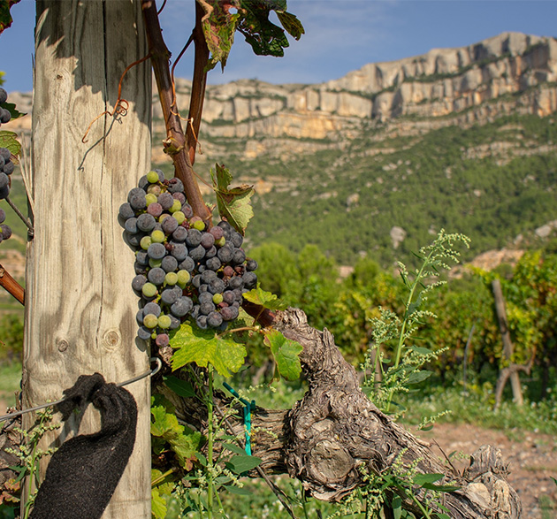 Weinberg in der katalanischen Weinregion Priorat in Spanien, im Vordergrund Nahaufnahme von Trauben