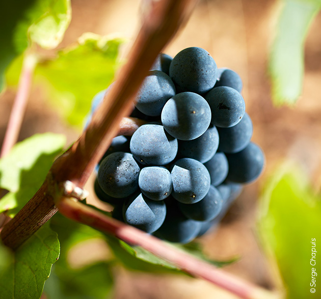 © Serge Chapuis, Pinot noir Trauben vom Burgunder Weingut Louis Latour