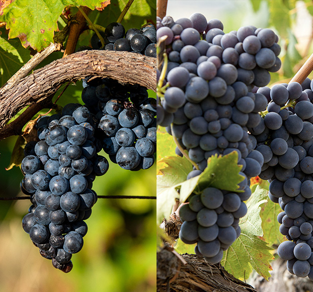 Gamay vs. Pinot Noir: Regionaler Underdog trifft auf Burgund Ikone