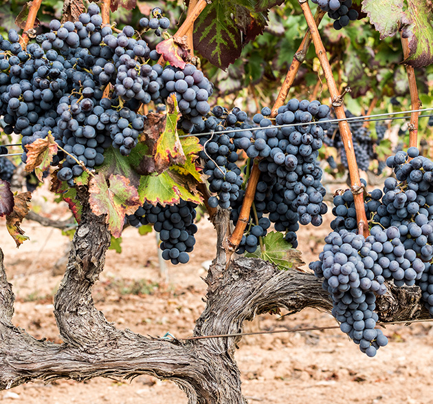 Grenache vs. Garnacha: Ein mediterranes Wein-Duell