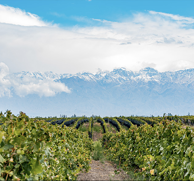 Malbec: Argentinische Weltklasse aus den Höhenlagen von Mendoza