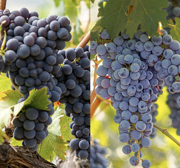 pinot noir cabernet sauvignon