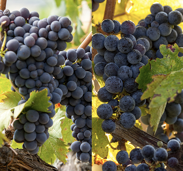 Merlot und Pinot Noir im Vergleich: Die Kunst des Unterschieds