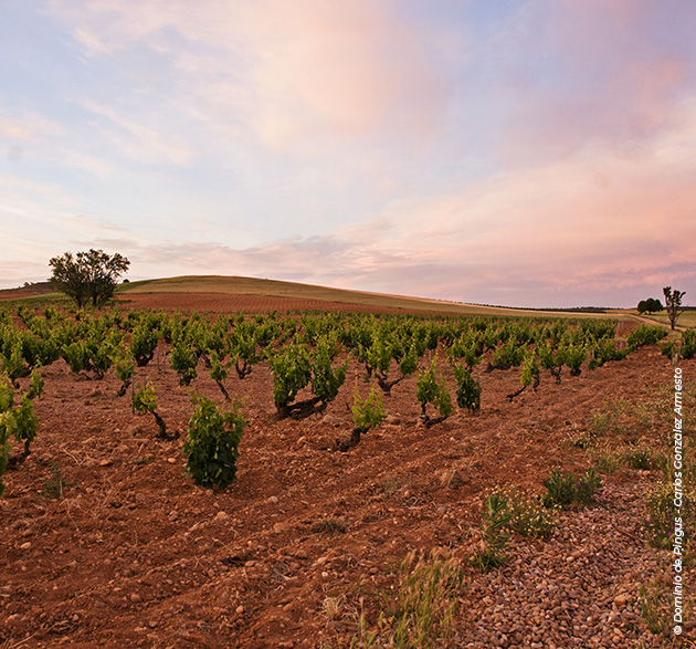 Ribera del Duero: die 10 Favoriten der internationalen Weinkritik