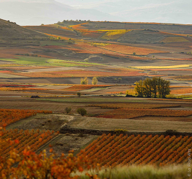 Rioja: Spaniens Rotwein-Ikone zwischen Tradition und Moderne