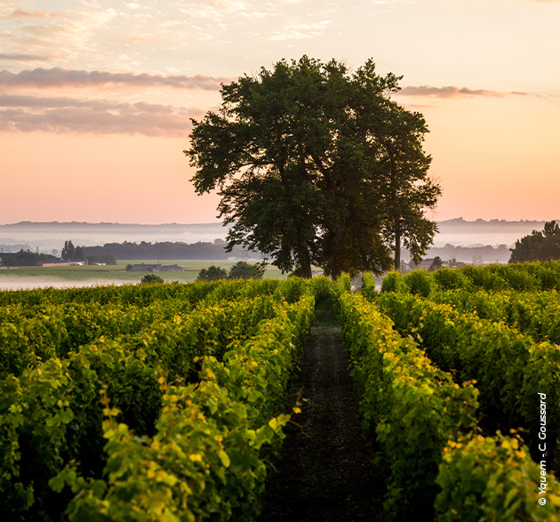 Sauternes oder Barsac? Wenn süß nicht gleich süß ist