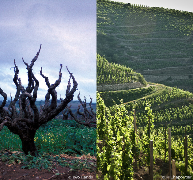 Shiraz vs. Syrah: Eine Rebsorte, zwei Wein-Stilistiken