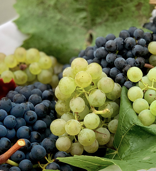 12 Weinsorten, die jeder Fine-Wine-Enthusiast kennen sollte 