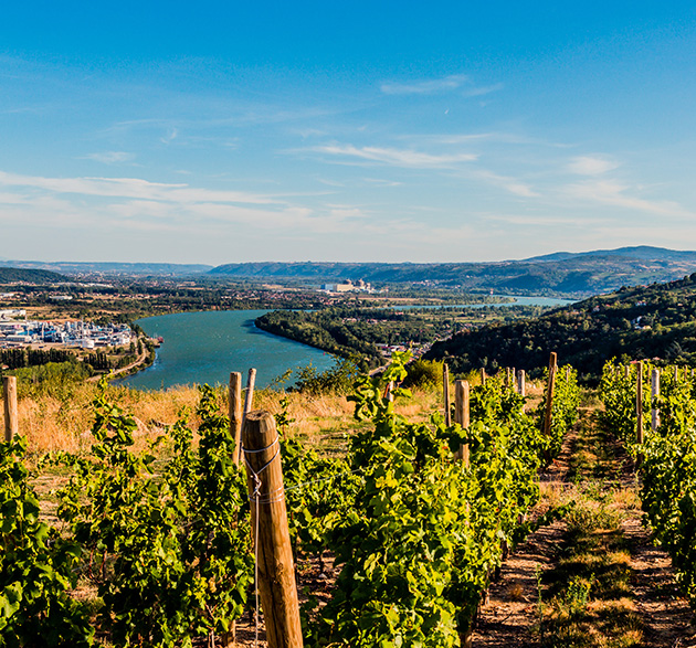 Weinberge im Rhônetal, Sicht aus den Höhen der Appellation Condrieu 