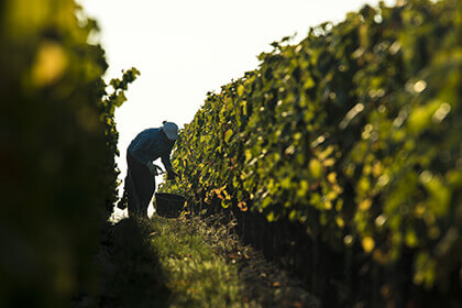 Pouilly Fumé